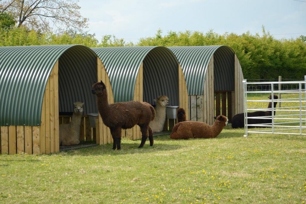 Sandhills Alpacas